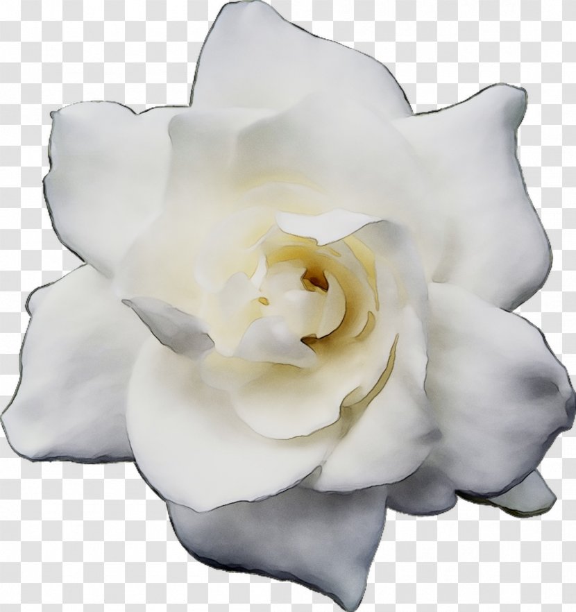 Gardenia Cut Flowers - Plant - Garden Roses Transparent PNG