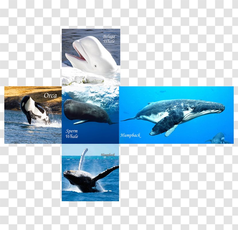 Wholphin Whales And Dolphins Of Aotearoa New Zealand Cetacea IPhone 6 Marine Biology - Cafepress - Whale Watercolor Transparent PNG