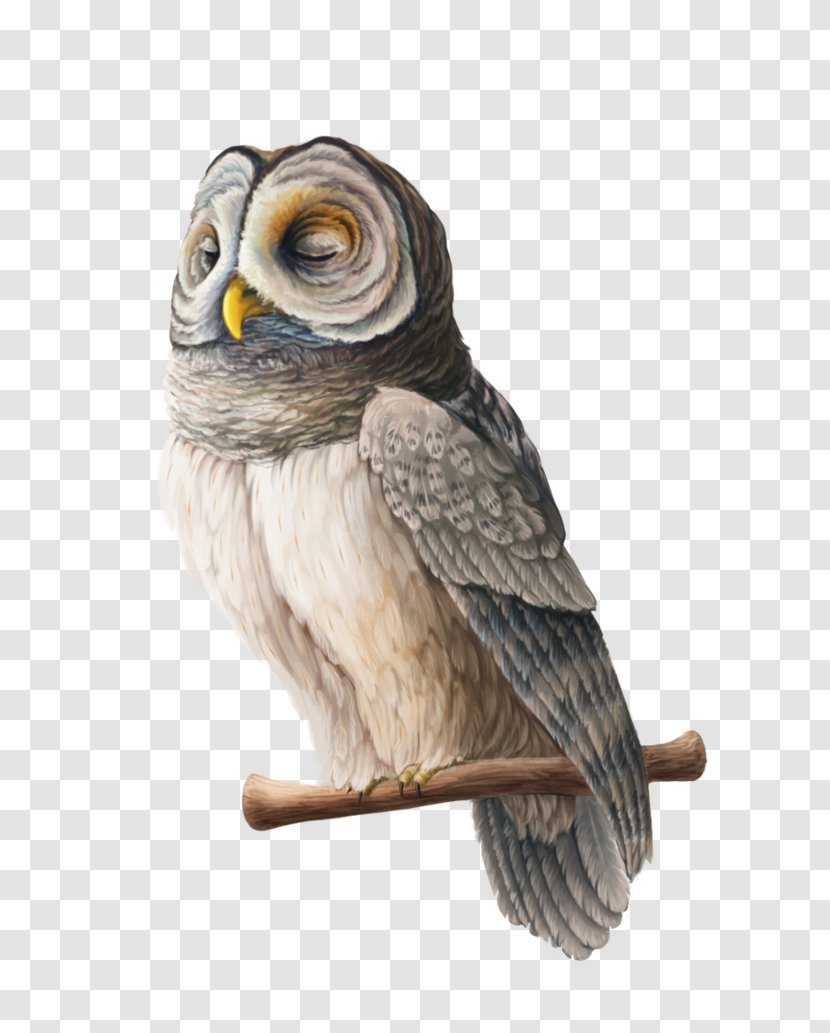 Owl Fauna Beak - Bird Of Prey Transparent PNG