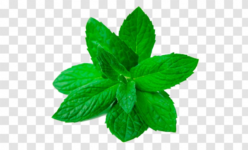 Peppermint Leaf Herbaceous Plant Transparent PNG