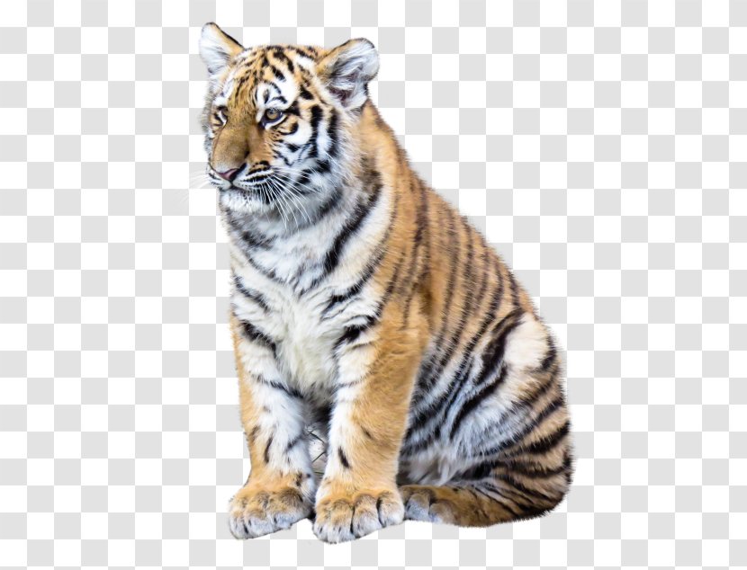 Tiger Desktop Wallpaper Clip Art - Cat Like Mammal Transparent PNG