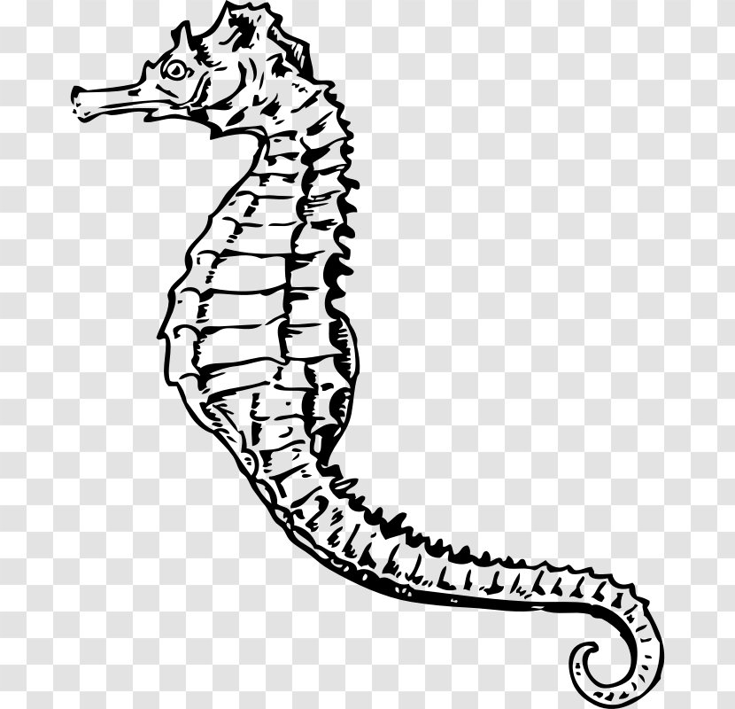 Drawing White's Seahorse Clip Art - Black And White - Horse Transparent PNG