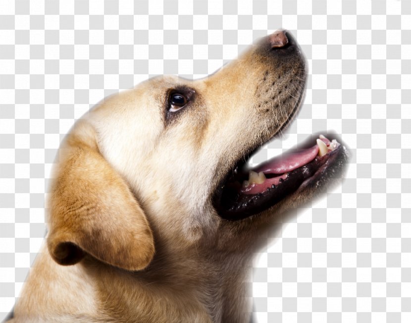 Labrador Retriever Puppy Vizsla Detection Dog - Carnivoran - Police Transparent PNG