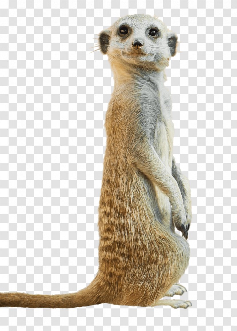 Meerkat Stock Photography Royalty-free - Hotel Menu Transparent PNG