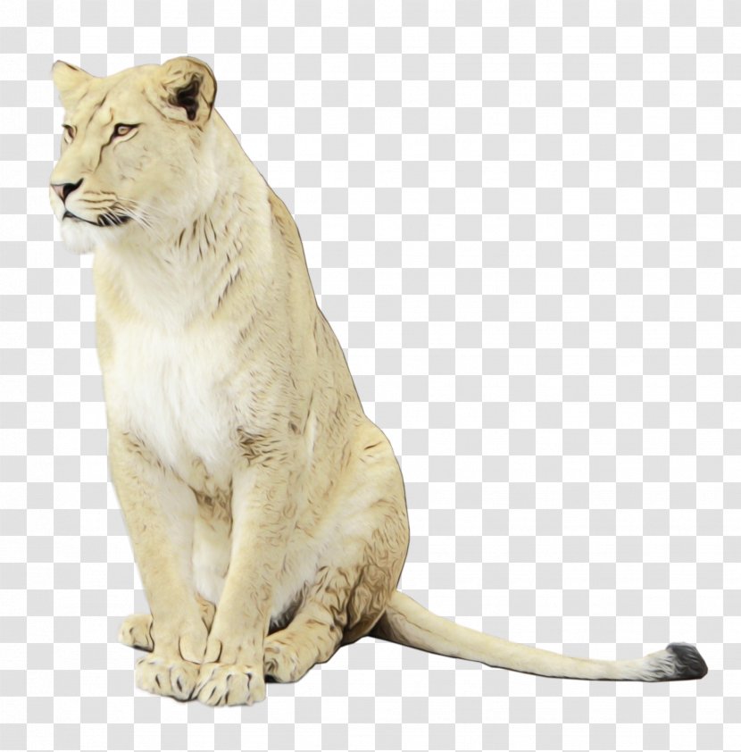 Clip Art East African Lion Image - Carnivore - Drawing Transparent PNG