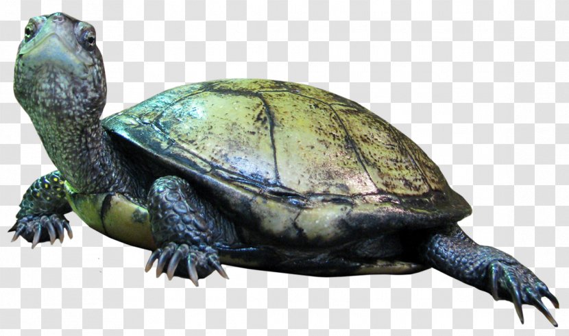 Box Turtle Reptile Tortoise - Animal - Amphibian Transparent PNG