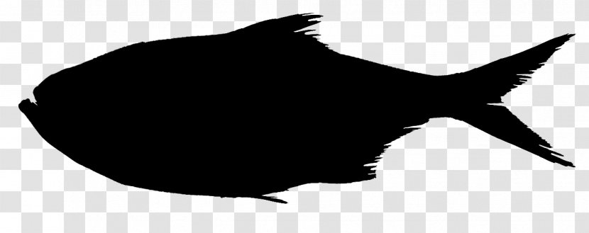 Grouper Triso Dermopterus Whiskers Sina Weibo Dog - Person - Beak Transparent PNG