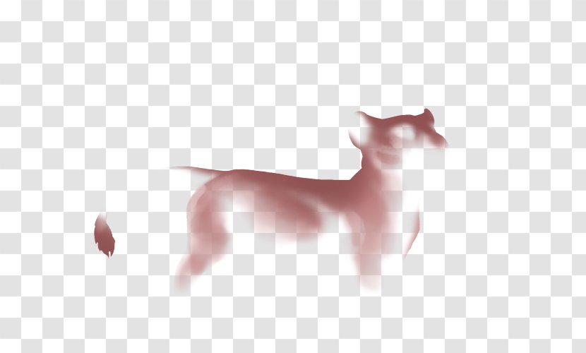 Cat Italian Greyhound Carnivora Whiskers - Tail - Lace Shading Transparent PNG
