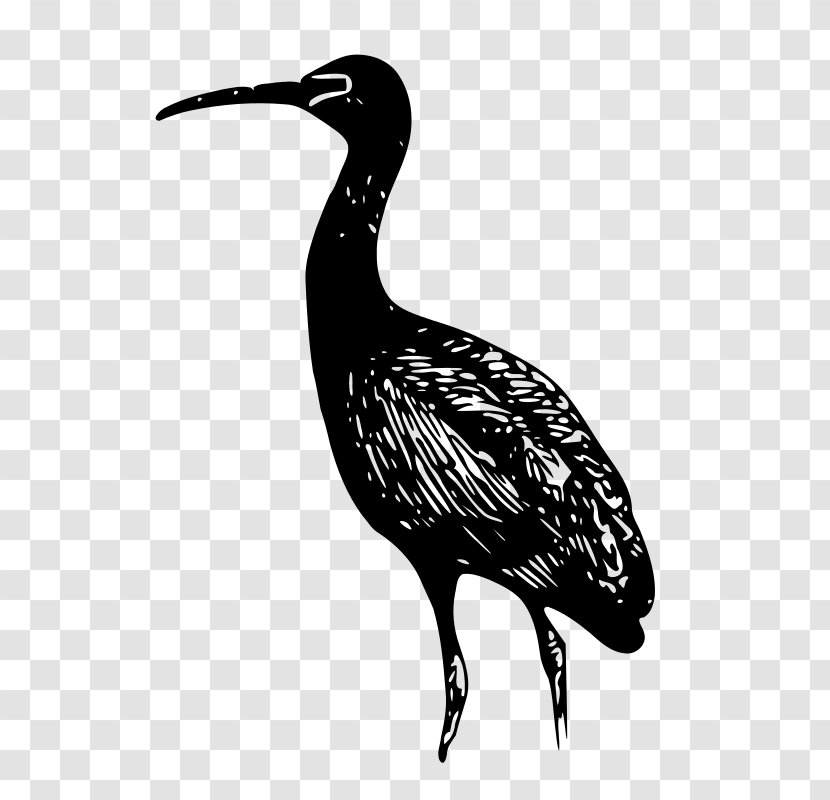 Glossy Ibis Drawing Clip Art - Water Bird Transparent PNG