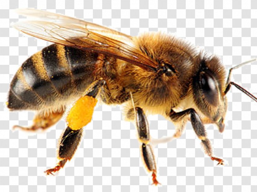 Honey Bee Insect Swarming Yellowjacket - Pollen Transparent PNG