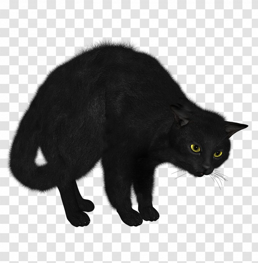 Black Cat Kitten - Image Transparent PNG