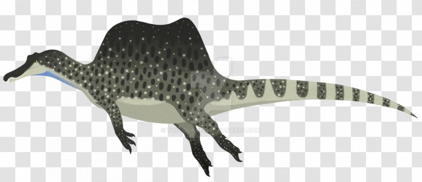 Spinosaurus Velociraptor Carcharodontosaurus Deltadromeus Dinosaur - Artist Transparent PNG