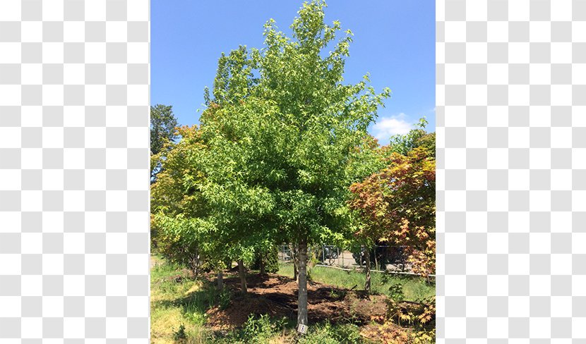 Larch Shade Tree Oak Evergreen - Temperate Broadleaf And Mixed Forest - Deciduous Specimens Transparent PNG