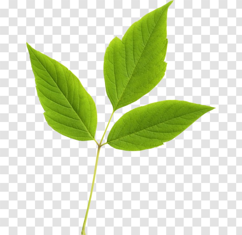 Leaf Branch Tree Image - Digital Transparent PNG