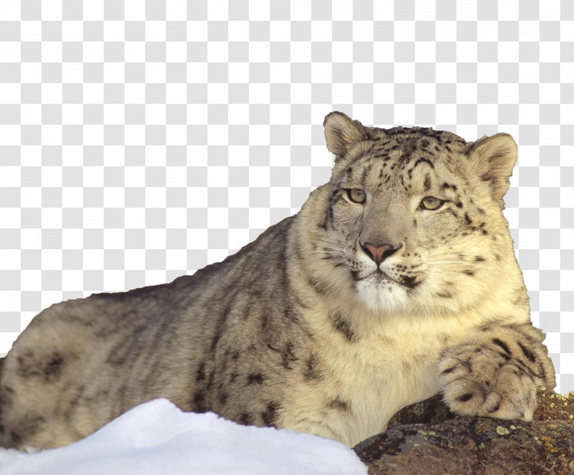 The Snow Leopard Lion Cat - Tian Shan - Snowy Mountains Lying On Lazy Transparent PNG