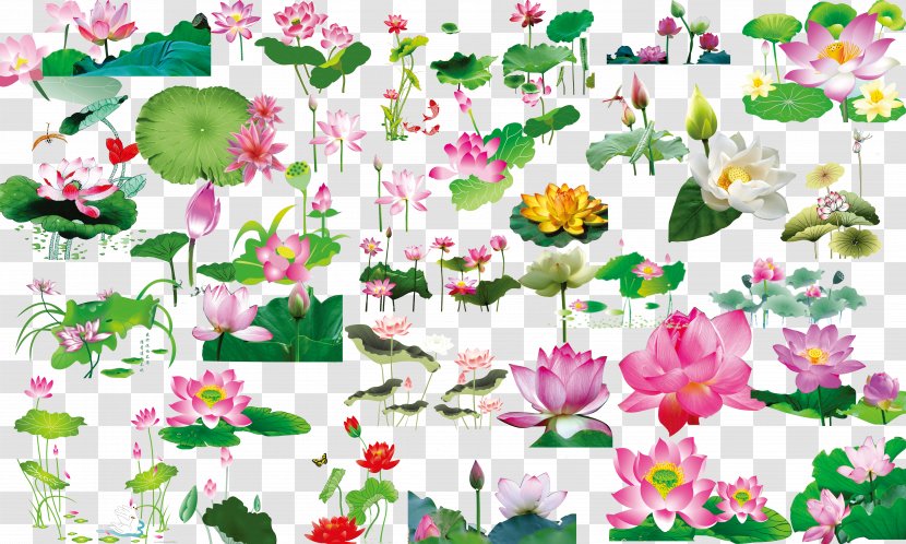 Nelumbo Nucifera Leaf Download - Flower - Lotus Material Transparent PNG