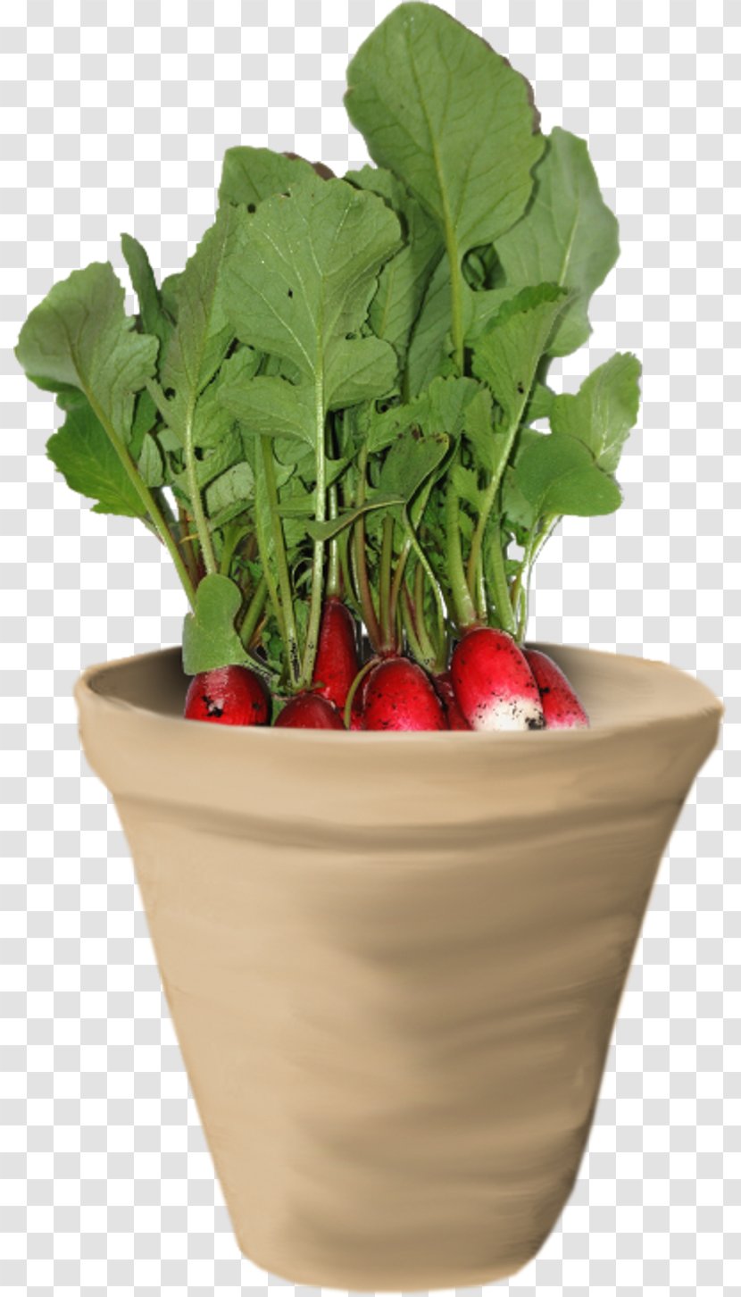 Spring Greens Chard Food Radish Herb - Natural Foods - Carrot Plant Transparent PNG