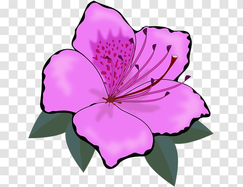 Flowering Plant Petal Pink Flower - Leaf Violet Transparent PNG