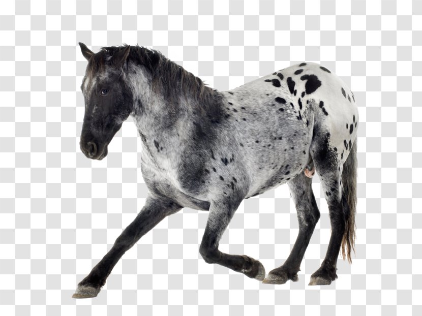 Appaloosa Arabian Horse Mare Gray Equestrian - Snout - Rein Transparent PNG