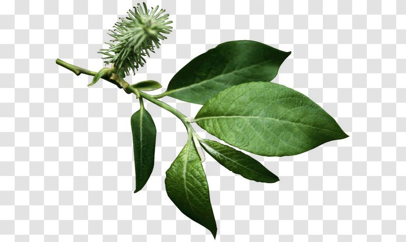 Branch Leaf Tree Green - Plant Transparent PNG