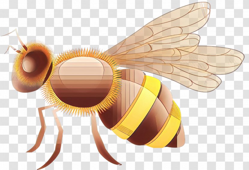 Bumblebee - Membranewinged Insect - Fly Wing Transparent PNG