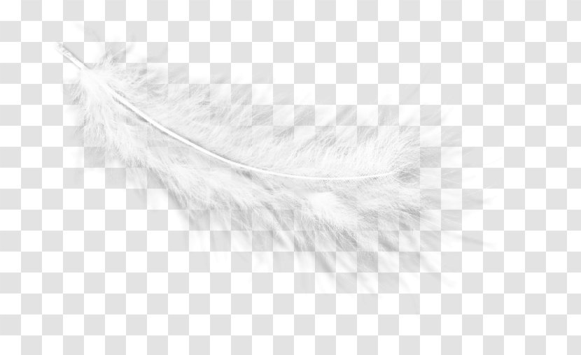 White Feather Eyelash Line - Black And Transparent PNG