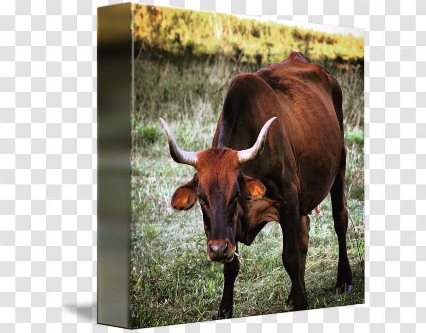Texas Longhorn English Ox Bull Pasture - Grass Transparent PNG