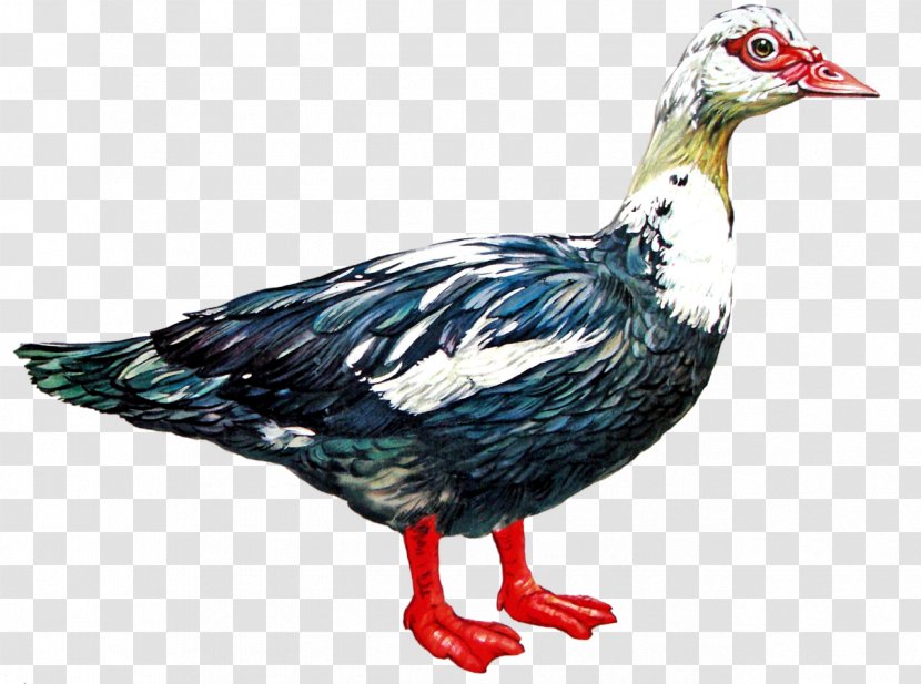 Duck Cartoon - Chicken - Flightless Bird Ducks Geese And Swans Transparent PNG