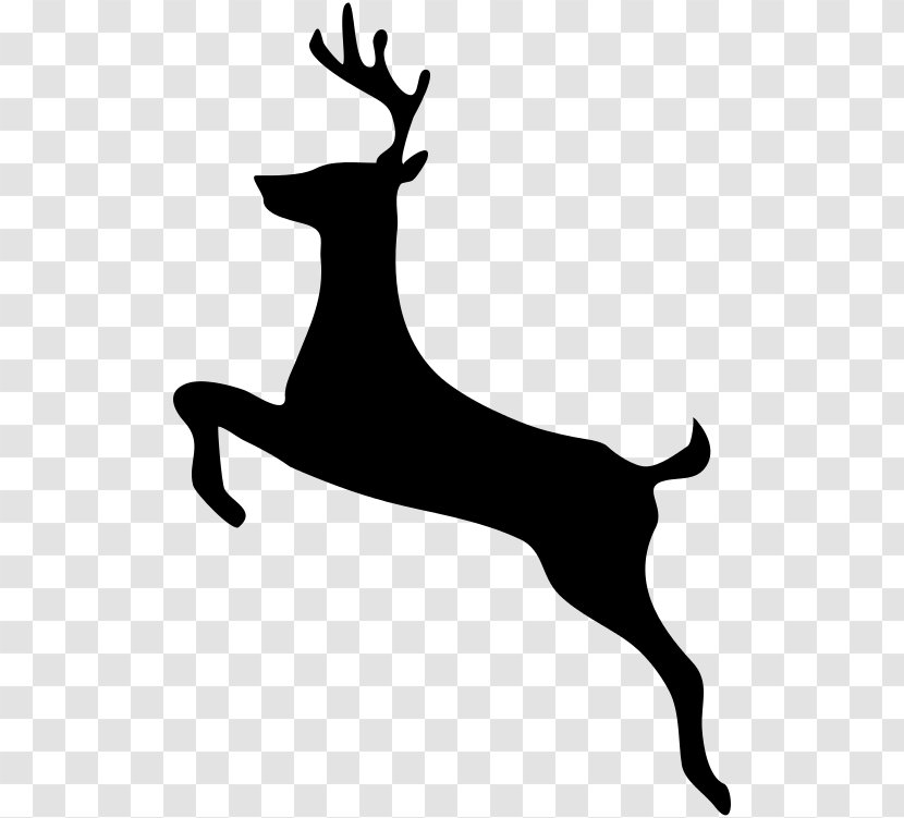 White-tailed Deer Clip Art - Antler Transparent PNG