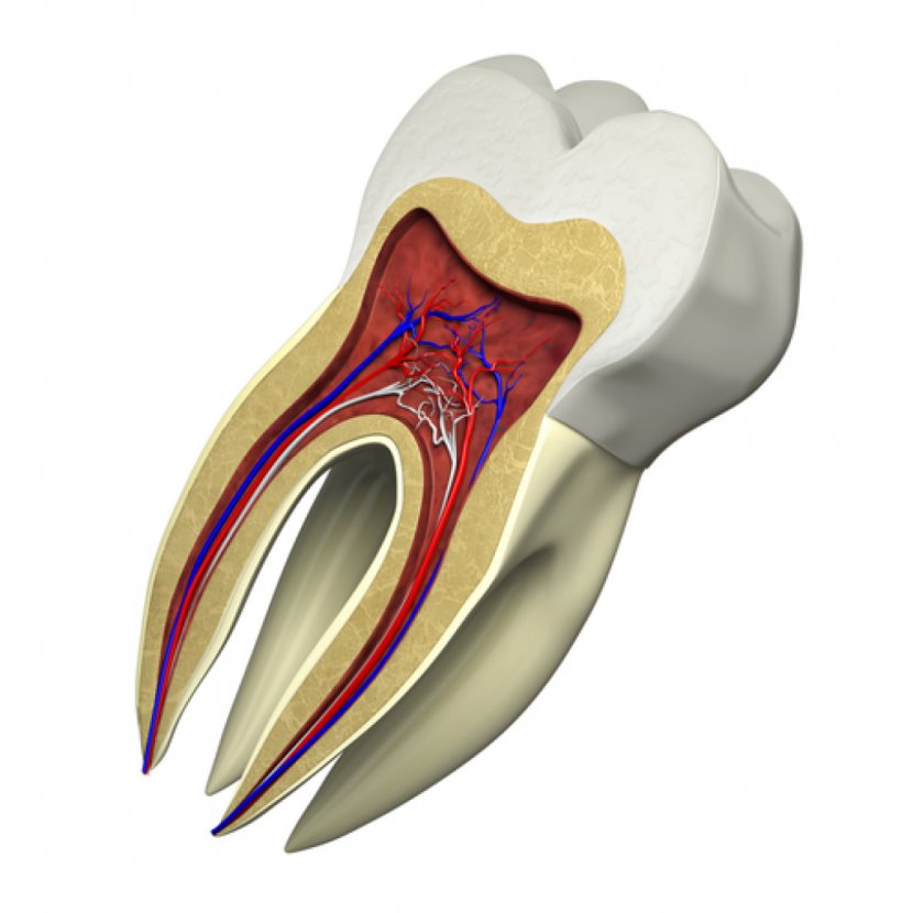 Restorative Dentistry Dental Restoration Crown Root Canal - Silhouette - Tooth Transparent PNG