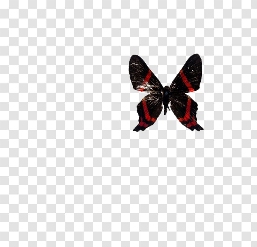 Butterfly Computer File - Black - Butterfly,insect,specimen Transparent PNG