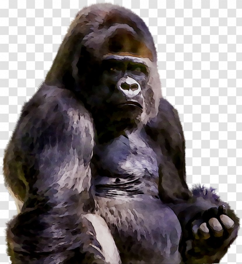 Western Gorilla Chimpanzee Fur Terrestrial Animal Snout - Common Transparent PNG