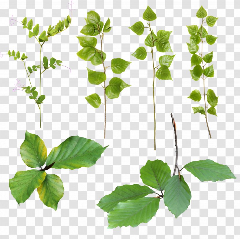 Leaf Herbalism Plant Stem Branching Transparent PNG