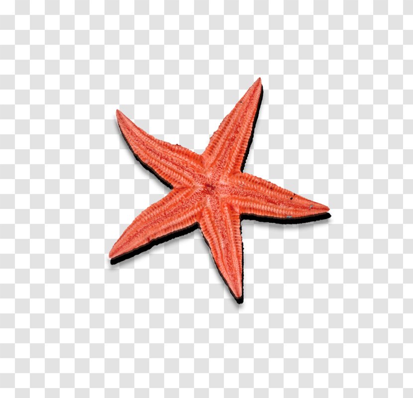 Seafood Starfish Icon - Invertebrate Transparent PNG