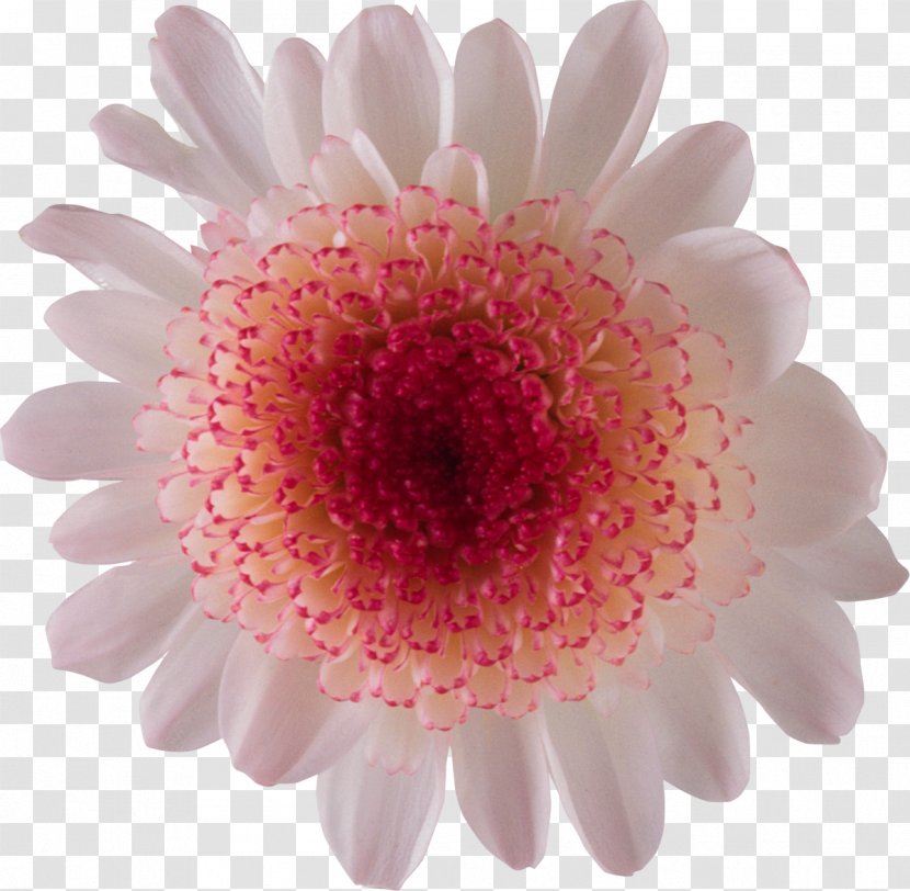Painting Flowers Watercolor - Chrysanths - Chrysanthemum Transparent PNG