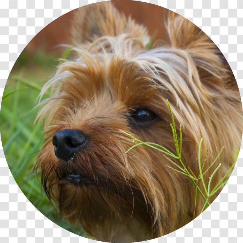 Yorkshire Terrier Puppy Australian Morkie Silky - Irish - Yorkie Transparent PNG
