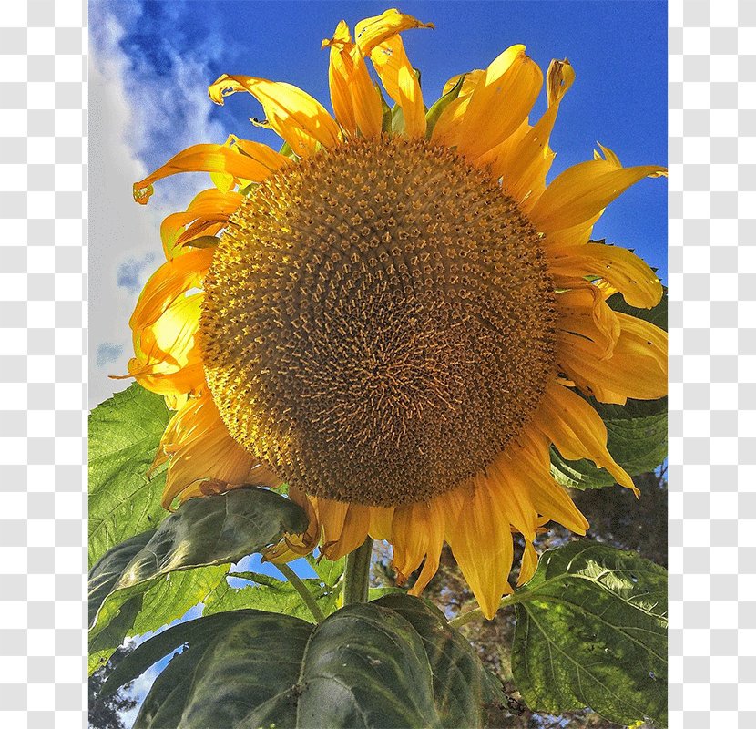 Sunflower Seed Sunflowers - Flowering Plant - Thaller Than Thall Transparent PNG