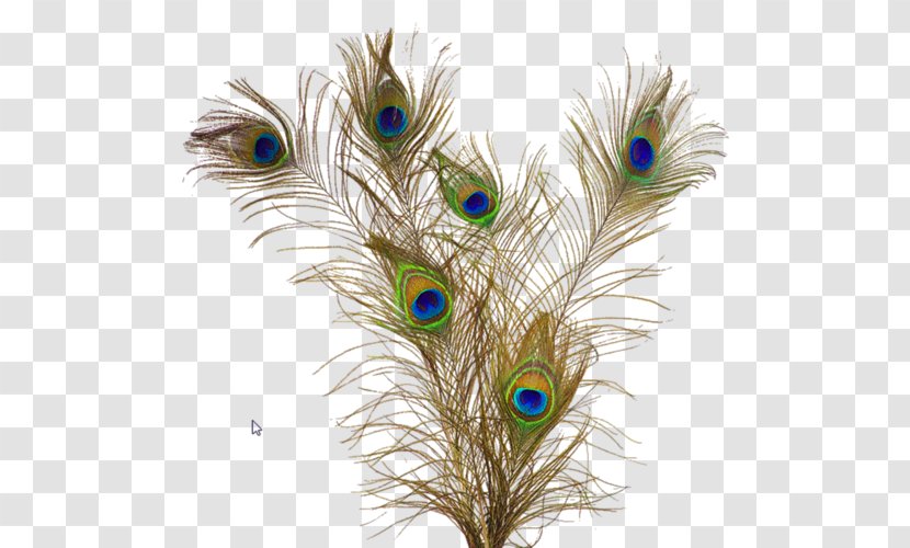 Feather Peafowl Clip Art - Asiatic Transparent PNG