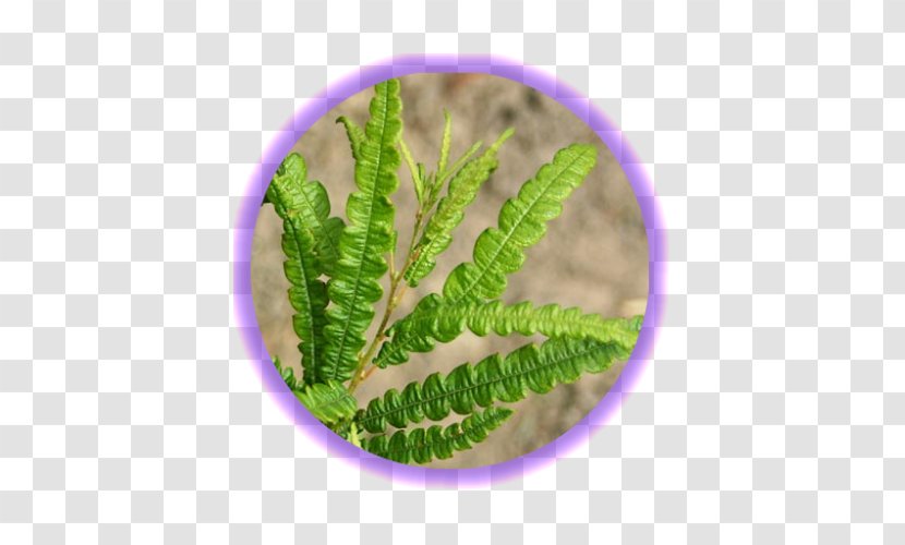 Sweetfern Liquidambar Peregrina Plant Shrub - English - Fern Transparent PNG