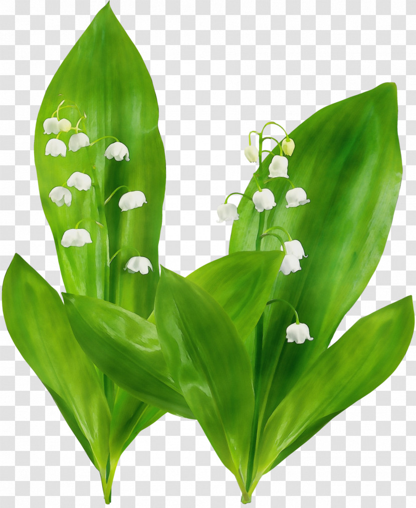 Lily Of The Valley Flower Leaf Plant Terrestrial Plant Transparent PNG