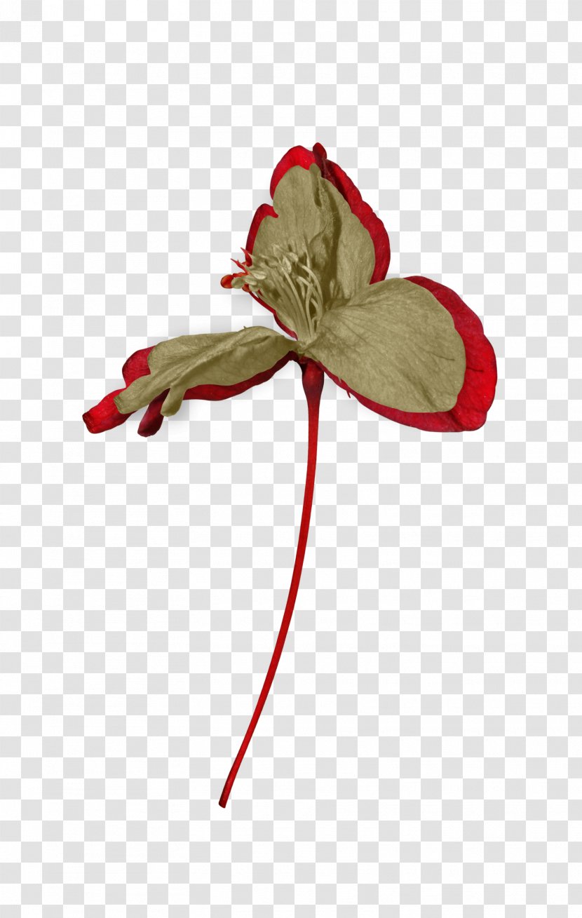 Drawing Flower Petal Brown - Flora - Foliage Decoration Transparent PNG