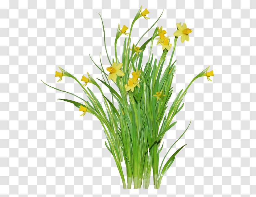 Jonquille Flower Daffodil Clip Art - Narcissus Transparent PNG