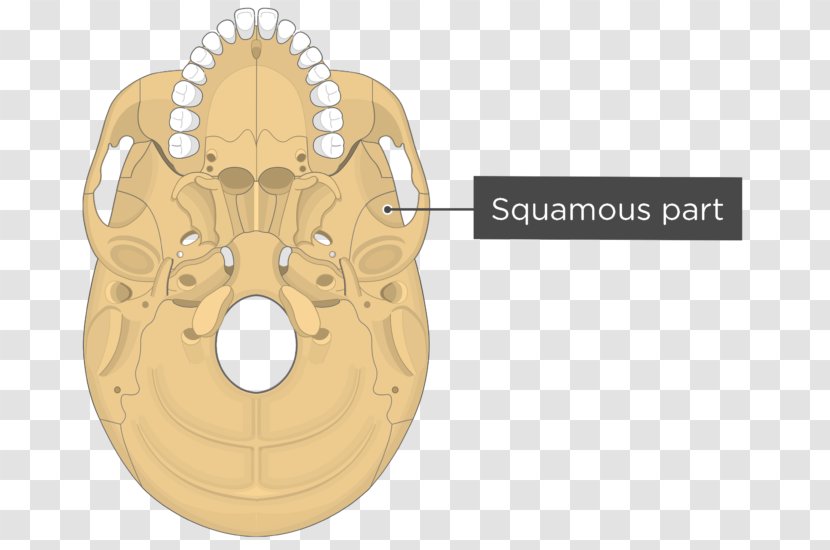 Pterygoid Processes Of The Sphenoid Hamulus Medial Muscle Lateral Bone - Cartoon - Skull Transparent PNG