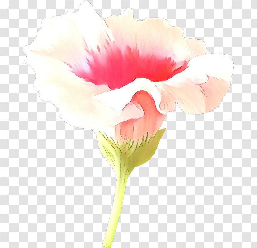 White Pink Flower Petal Plant - Cut Flowers - Watercolor Paint Transparent PNG