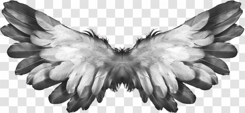 Angel Buffalo Wing Heaven - Monochrome - Butterfly Transparent PNG