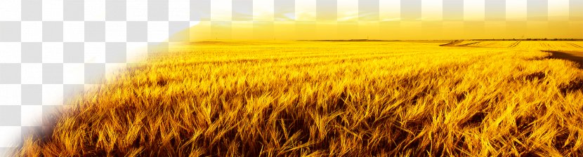 Harvest Autumn - Commodity - Wheat Field Transparent PNG