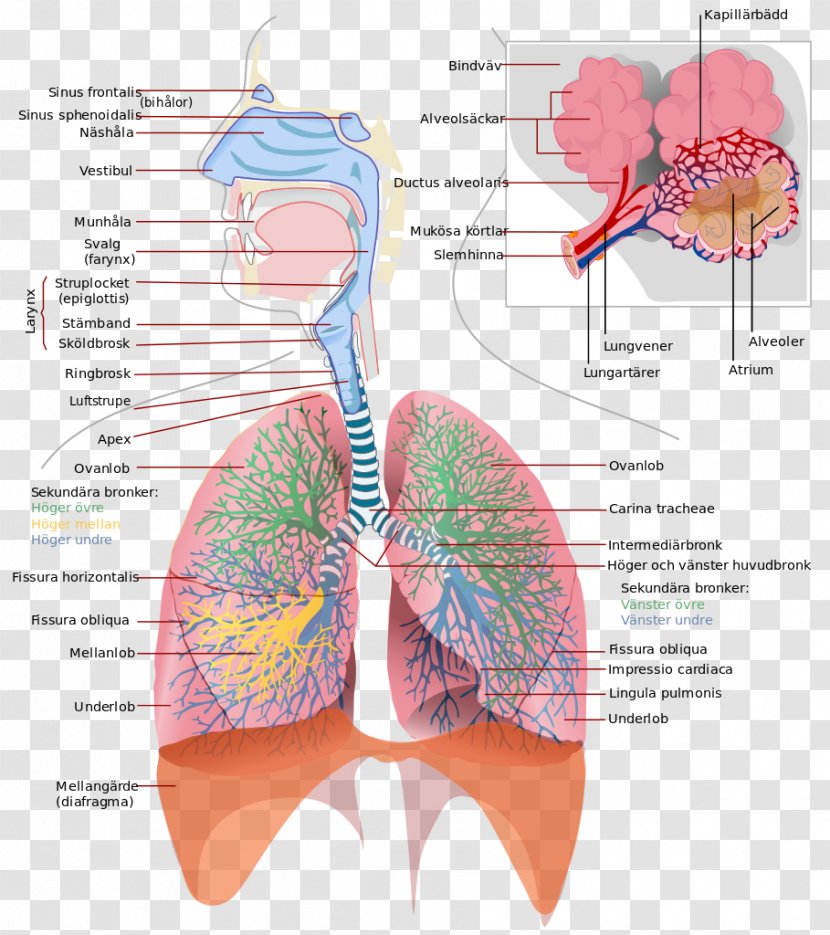 Respiratory System Tract Respiration Breathing Lung - Flower - Artificial Transparent PNG