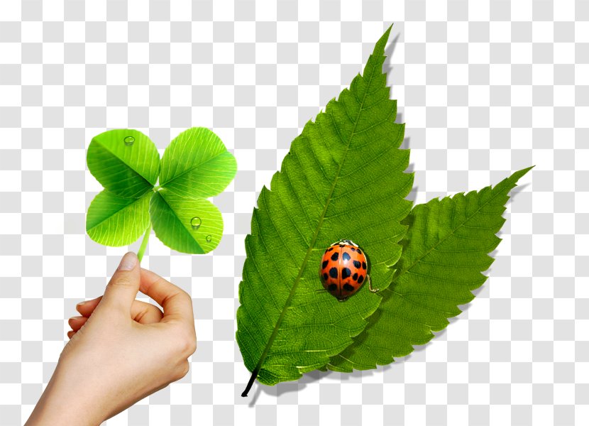 Leaf Green Ladybird Mint - Leaves And Ladybug Creative Transparent PNG