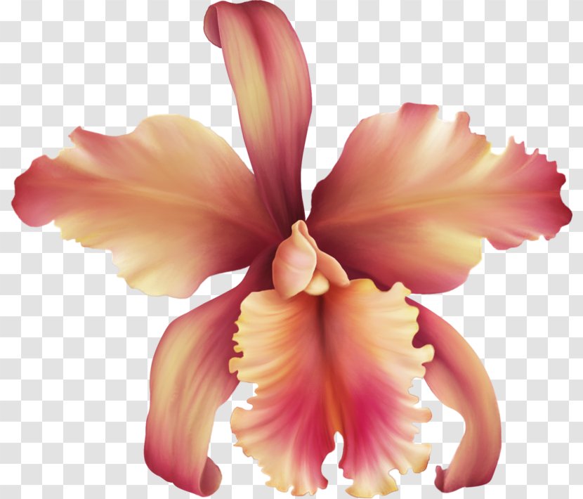 Orchids Flower Clip Art Rose Petal Transparent PNG