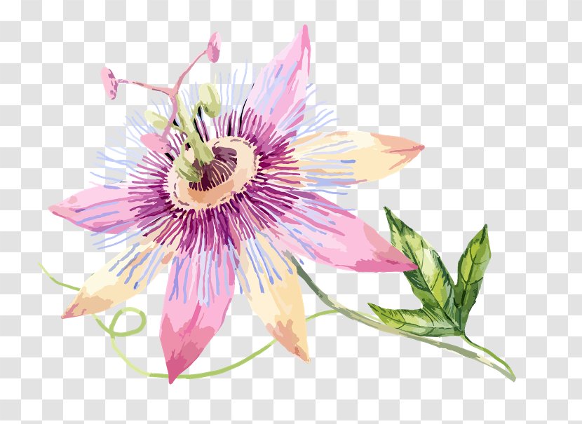 Passion Flower Fruit Clip Art - Plant Transparent PNG